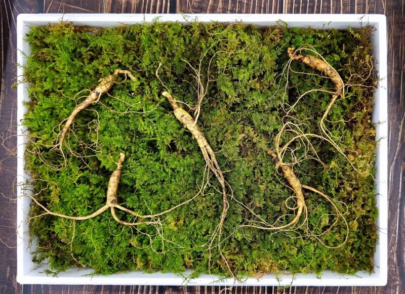 삼선생,삼선생 프리미엄 산양산삼 6-7년근 5뿌리